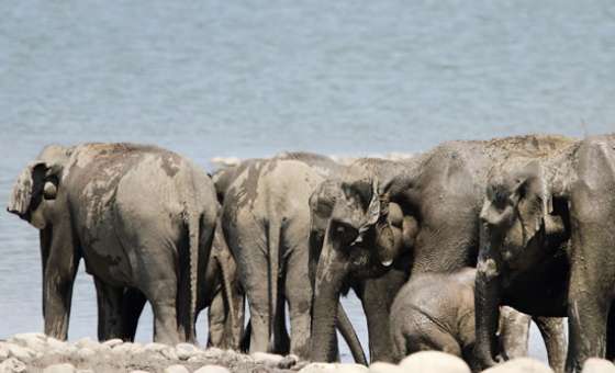 Jim Corbett The Asian Elephant