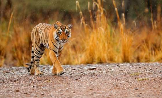 dreamstimemaximum_95608457-Ranthambore-Indian-Tiger-Female-S