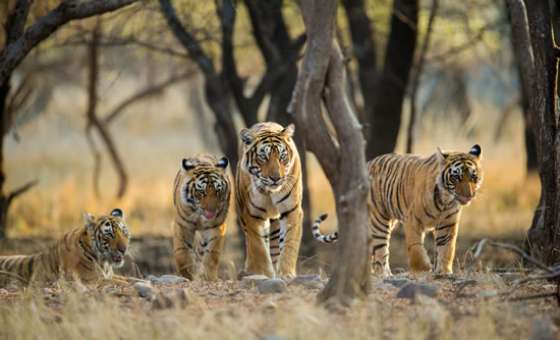 Bandhavgarh Tiger Family