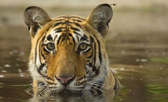 iStock-500684257-Kanha-Tiger