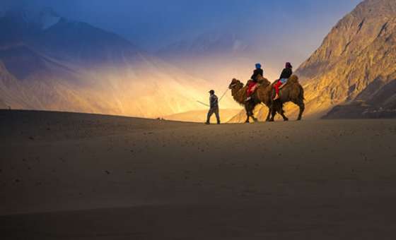 Nubra Valley Ladakh Camel Safari