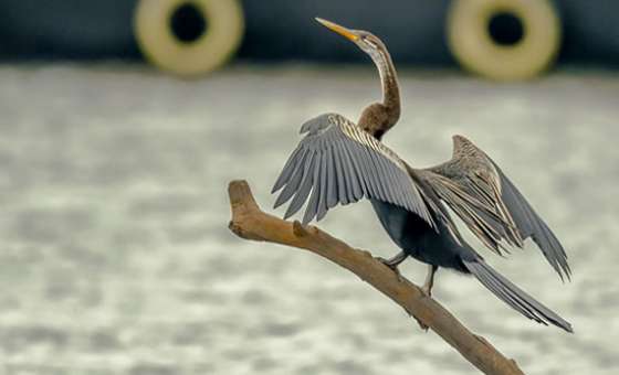 Kumarakom Snake Bird Oriental Darter