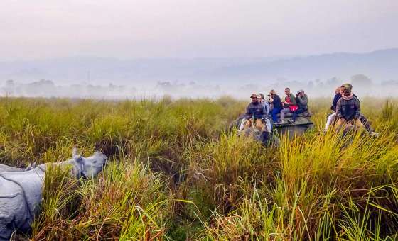 Kaziranga Single Horn Rhino