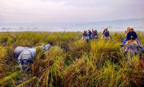 Kaziranga Single Horn Rhino