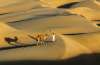 Thar Desert