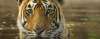 iStock-500684257-Kanha-Tiger-Banner