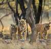 Bandhavgarh Tiger Family
