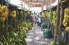 Banana Market Madurai