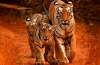 Family of Tigers