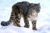 Snow Leopard