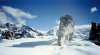 Snow Leopard