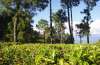 Wikimedia - Tea plantation, Kausani, Teaser