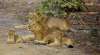 Canva - Gir National Park